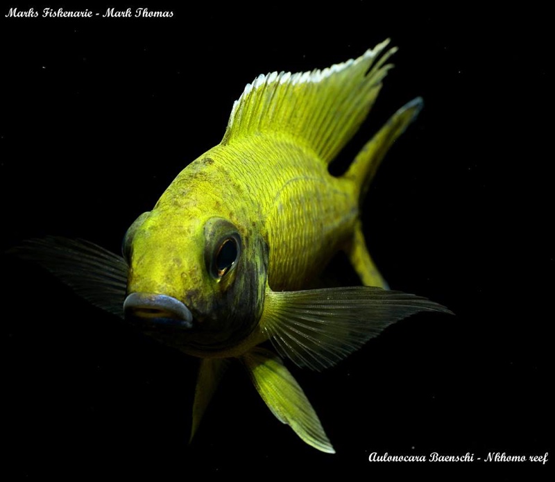 Aulonocara baenschi 'Nkhomo Reef'